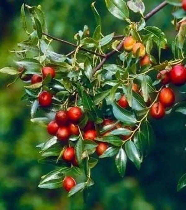Jackal_Jujube_Plant_(Hybrid,_Pack_of_1)