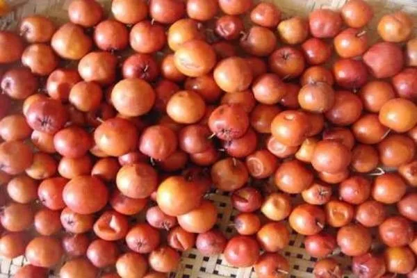 Jackal_Jujube_Plant_(Hybrid,_Pack_of_1)