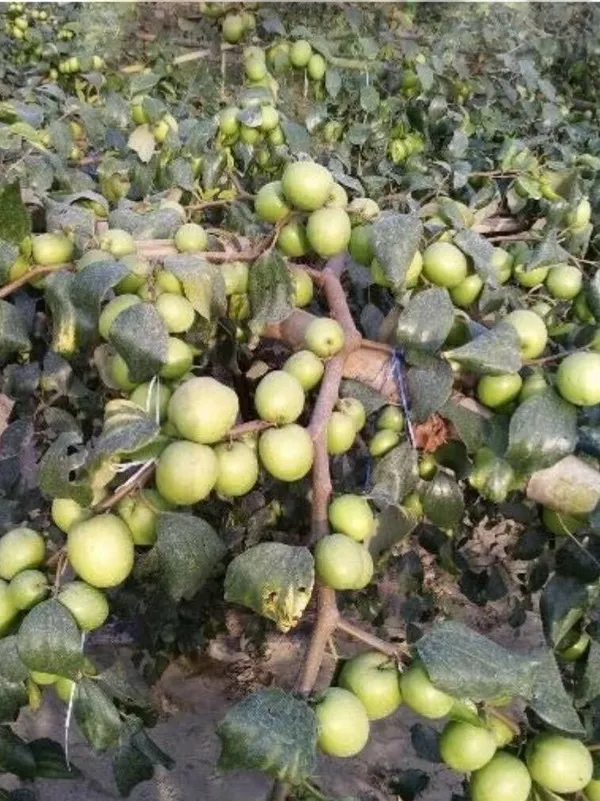 Ber_Apple_Plant_(Hybrid,_Pack_of_1)