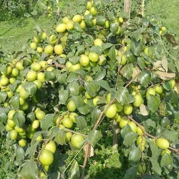 Ber_Apple_Plant_(Hybrid,_Pack_of_1)