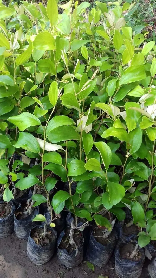 Ber_Apple_Plant_(Hybrid,_Pack_of_1)