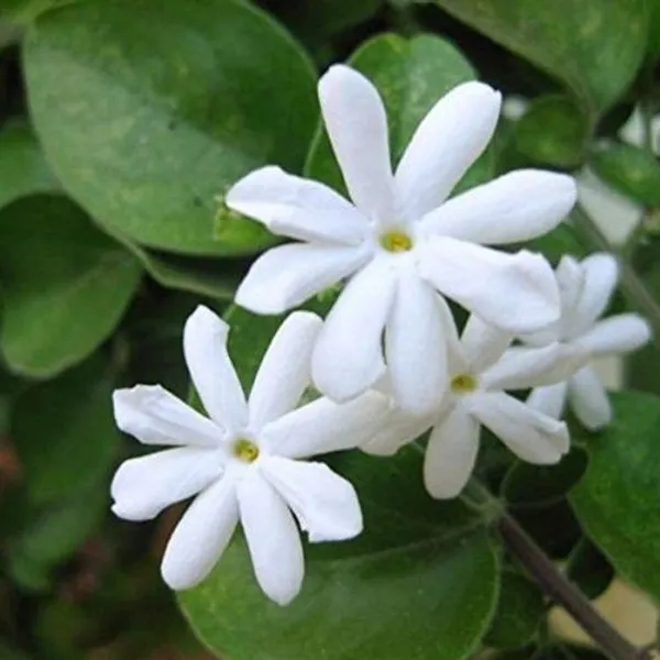 Jasmine_Plant_(Hybrid,_Pack_of_1)