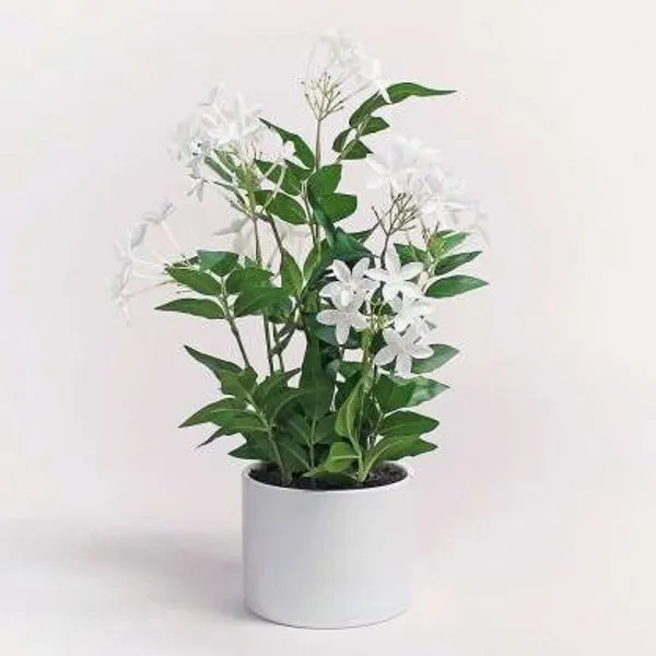 Jasmine_Plant_(Hybrid,_Pack_of_1)