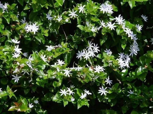 Night_Bloom_Jasmine_Plant_(Hybrid,_Pack_of_1)