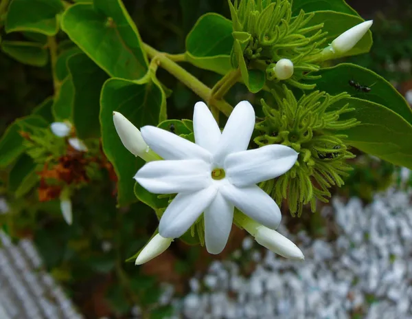 Night_Bloom_Jasmine_Plant_(Hybrid,_Pack_of_1)