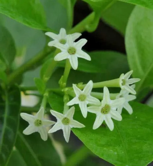 Night_Bloom_Jasmine_Plant_(Hybrid,_Pack_of_1)