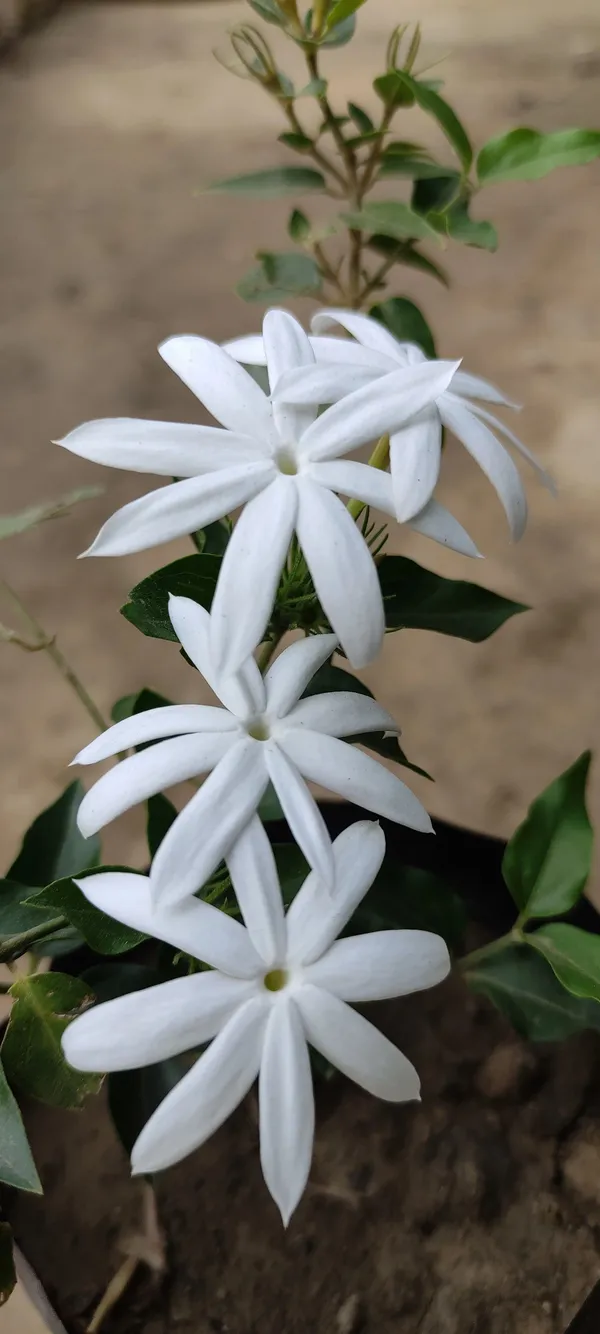 Jasmine_Plant_(Hybrid,_Pack_of_1)