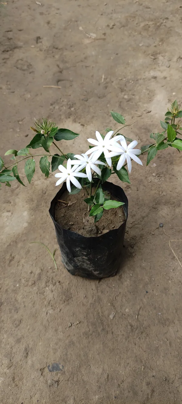 Jasmine_Plant_(Hybrid,_Pack_of_1)