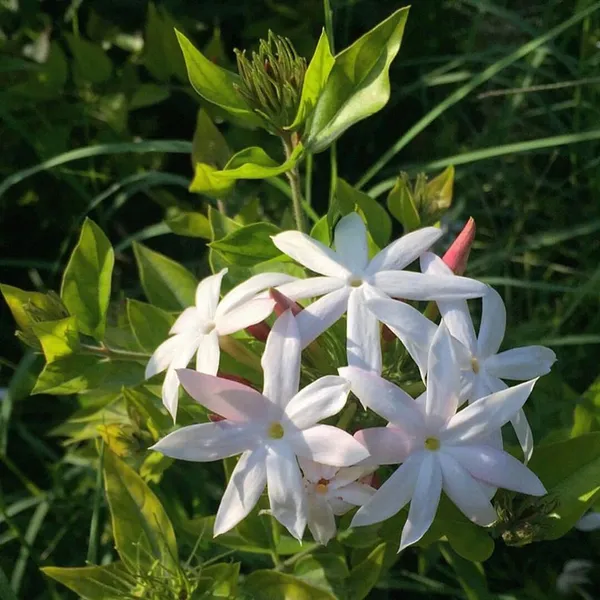 Jasmine_Plant_(Hybrid,_Pack_of_1)