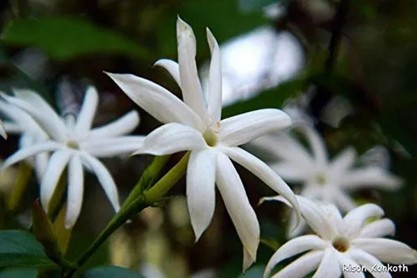 Jasmine_Plant_(Hybrid,_Pack_of_1)