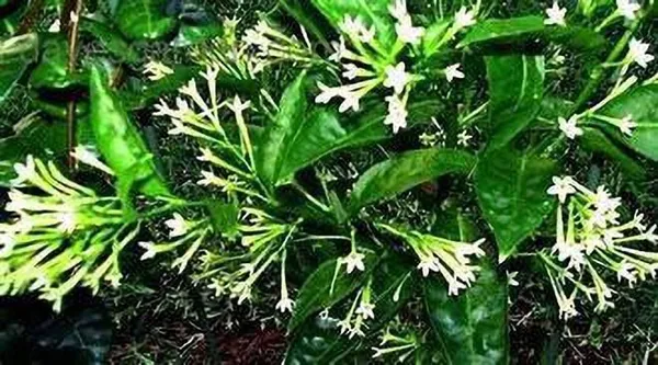 Night_Bloom_Jasmine_Plant_(Hybrid,_Pack_of_1)
