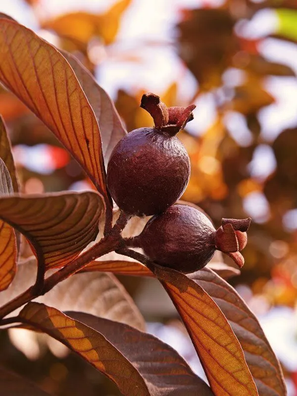 Guava_Plant_(Hybrid,_Pack_of_1)