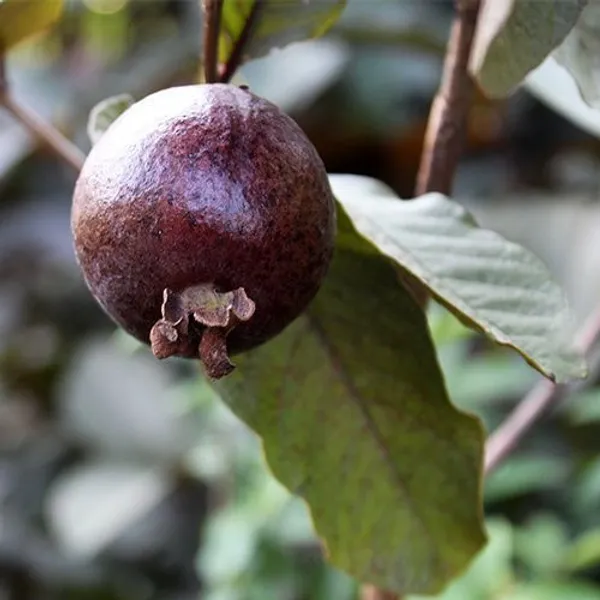 Guava_Plant_(Hybrid,_Pack_of_1)