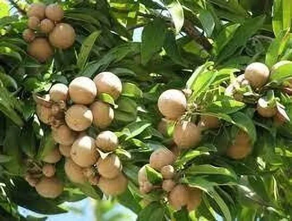 Chiku_Plant_(Hybrid,_Pack_of_1)