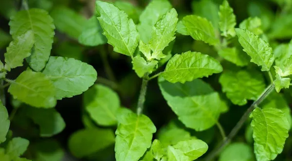 Tulsi_Plant_(Hybrid,_Pack_of_1)
