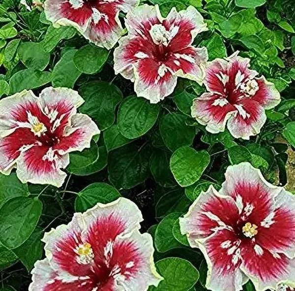 Hibiscus_Plant_(Hybrid,_Pack_of_1)