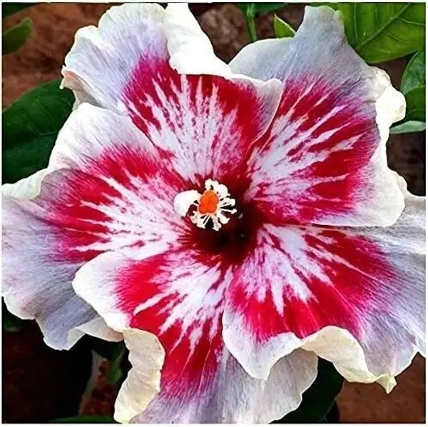Hibiscus_Plant_(Hybrid,_Pack_of_1)