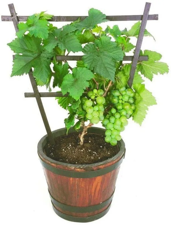 Grape_Plant_(Hybrid,_Pack_of_1)