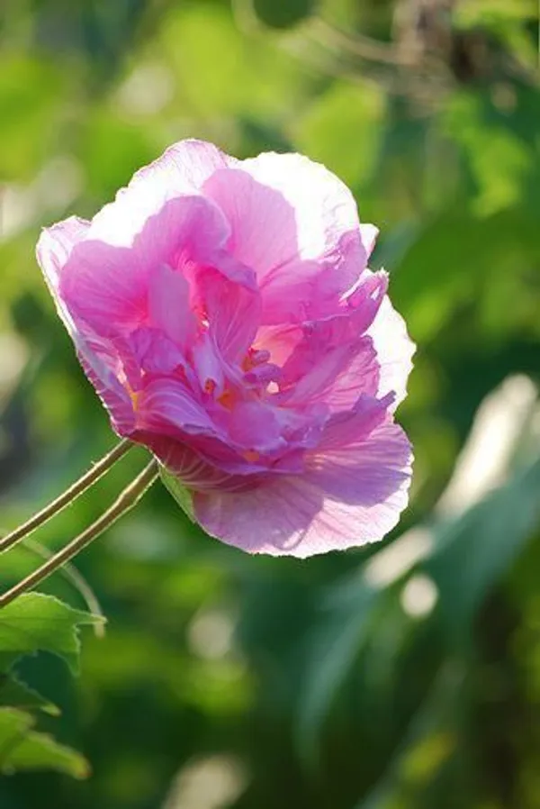 Lotus_Plant_(Hybrid,_Pack_of_1)