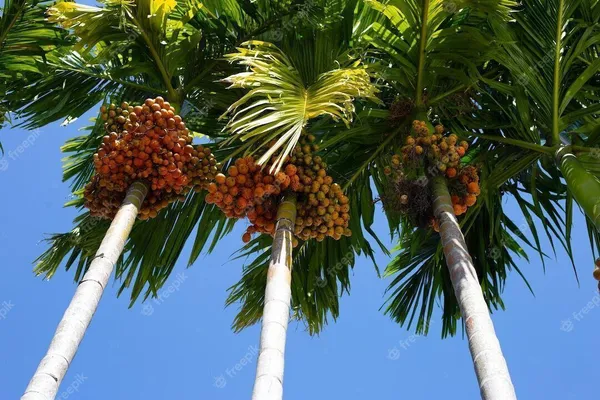 Betel_Nut/Supari_Plant_(Hybrid,_Pack_of_1)