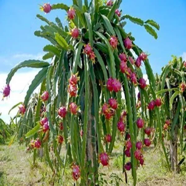 Dragon_Tree_(Hybrid,_Pack_of_1)