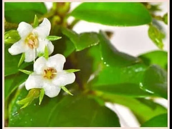 Ficus_Bonsai_Plant_(Hybrid,_Pack_of_1)