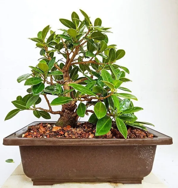 Ficus_Bonsai_Plant_(Hybrid,_Pack_of_1)