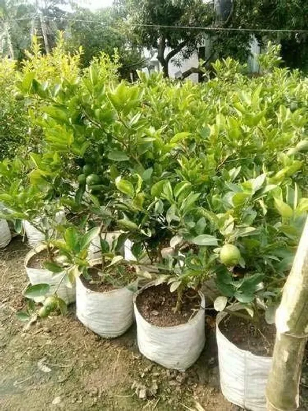 Lemon_Plant_(Hybrid,_Pack_of_1)