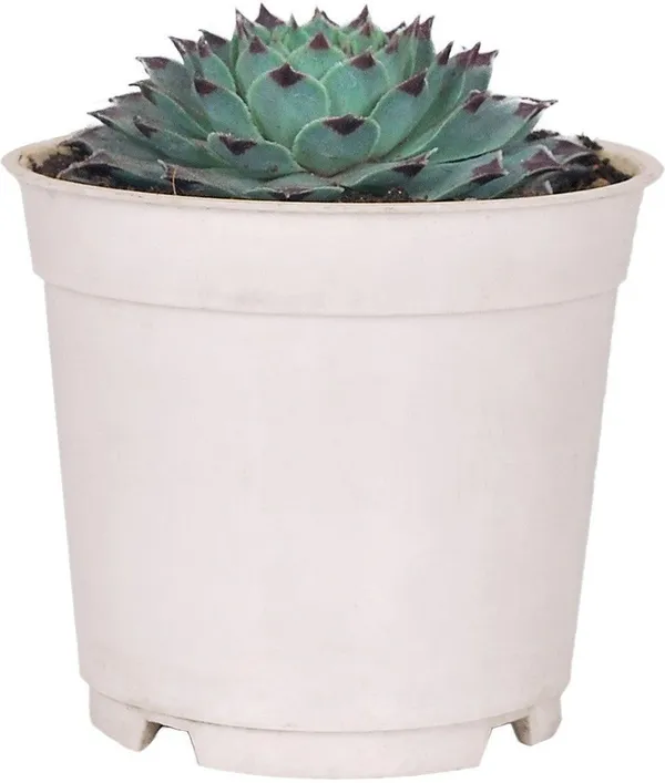 Sempervivum_Calcareum_Plant_(Hybrid,_Pack_of_1)