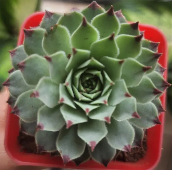 Sempervivum_Calcareum_Plant_(Hybrid,_Pack_of_1)