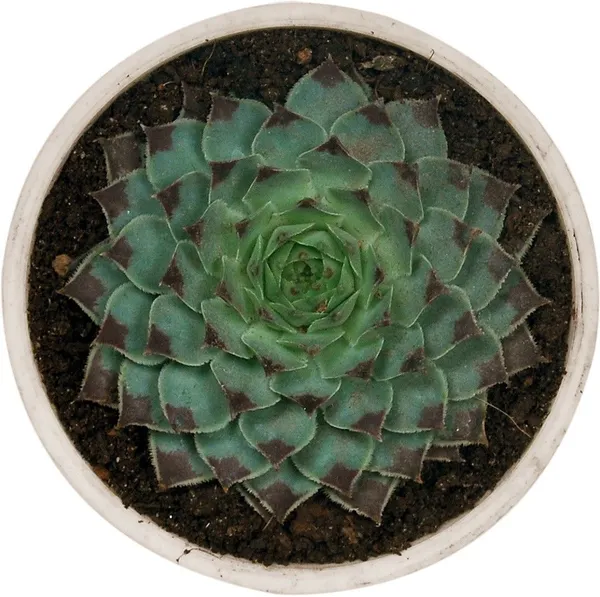 Sempervivum_Calcareum_Plant_(Hybrid,_Pack_of_1)