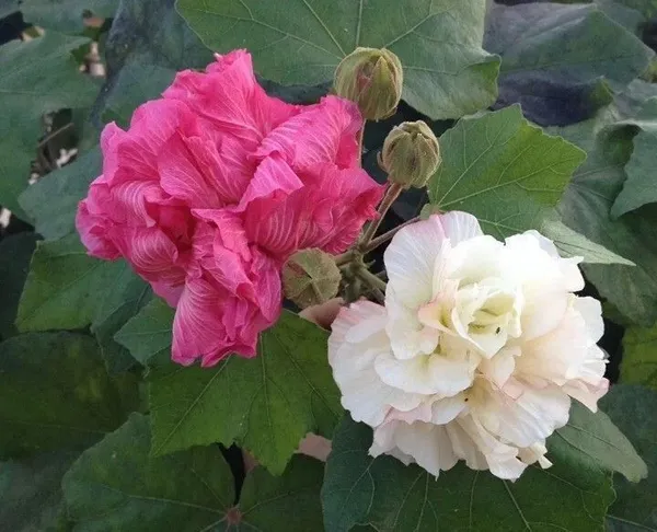 Lotus_Plant_(Hybrid,_Pack_of_1)