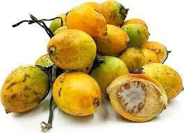 Betel_Nut/Supari_Plant_(Hybrid,_Pack_of_1)