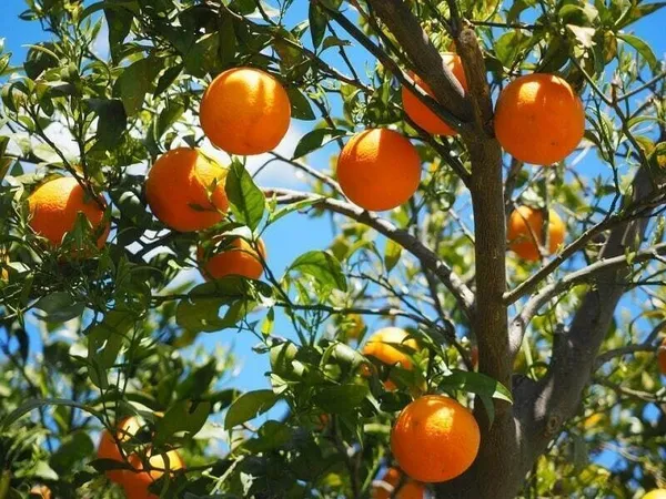 Orange_Plant_(Hybrid,_Pack_of_1)