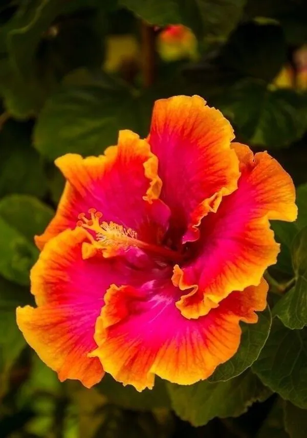 Hibiscus_Plant_(Hybrid,_Pack_of_1)