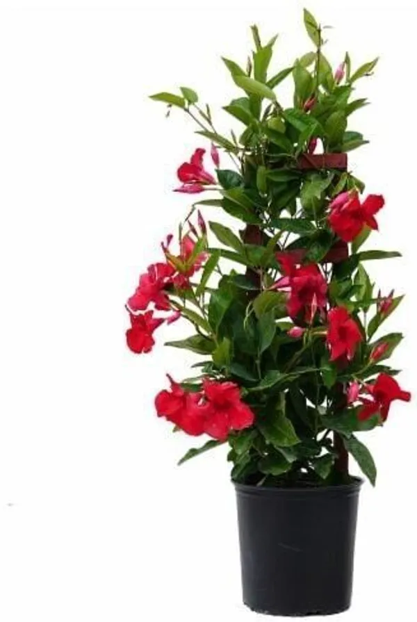 Mandevilla_Plant_(Hybrid,_Pack_of_1)