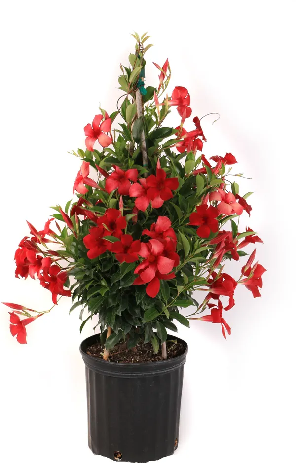 Mandevilla_Plant_(Hybrid,_Pack_of_1)