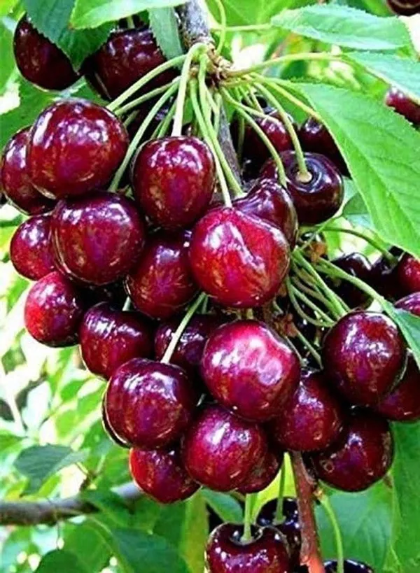 Cherry_Fruit_Plant_(Hybrid,_Pack_of_1)
