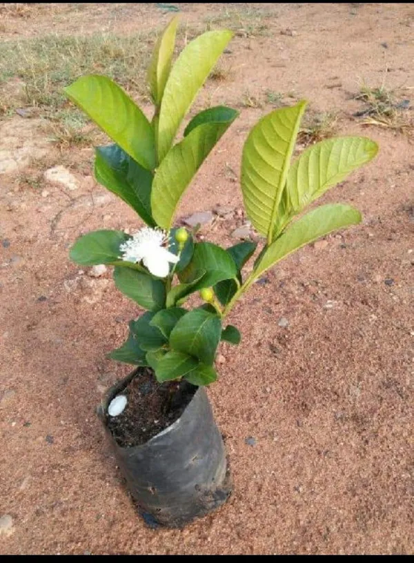 Guava_Plant_(Hybrid,_Pack_of_1)