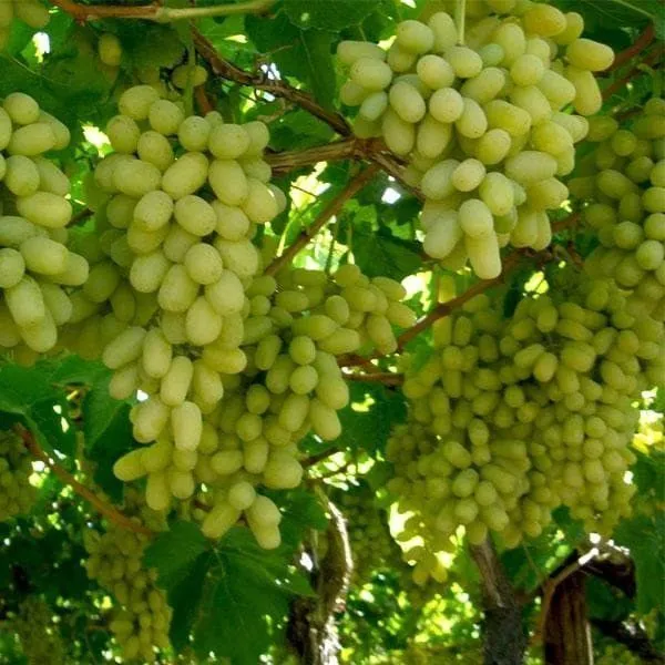 Grape_Plant_(Hybrid,_Pack_of_1)