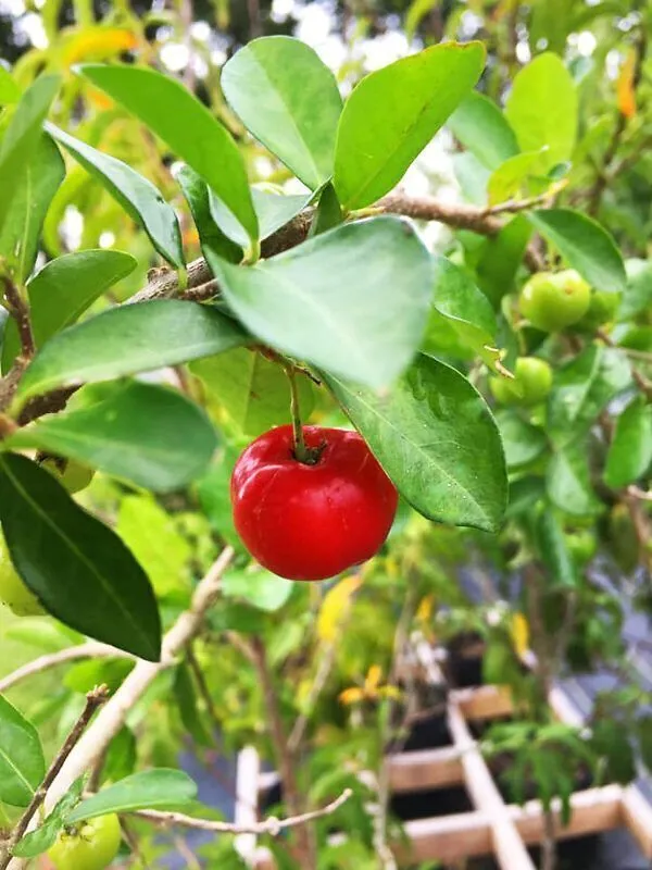 Cherry_Fruit_Plant_(Hybrid,_Pack_of_1)
