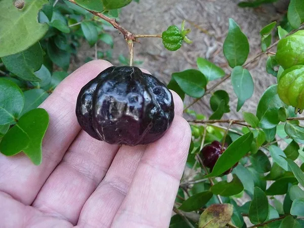 Cherry_Fruit_Plant_(Hybrid,_Pack_of_1)