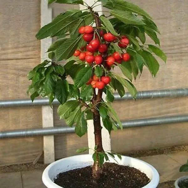 Cherry_Fruit_Plant_(Hybrid,_Pack_of_1)