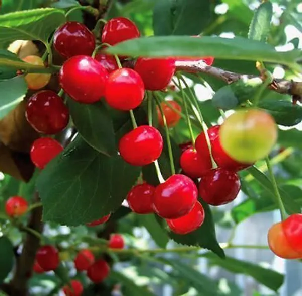 Cherry_Fruit_Plant_(Hybrid,_Pack_of_1)