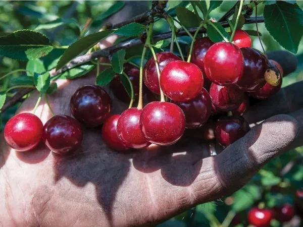 Cherry_Fruit_Plant_(Hybrid,_Pack_of_1)