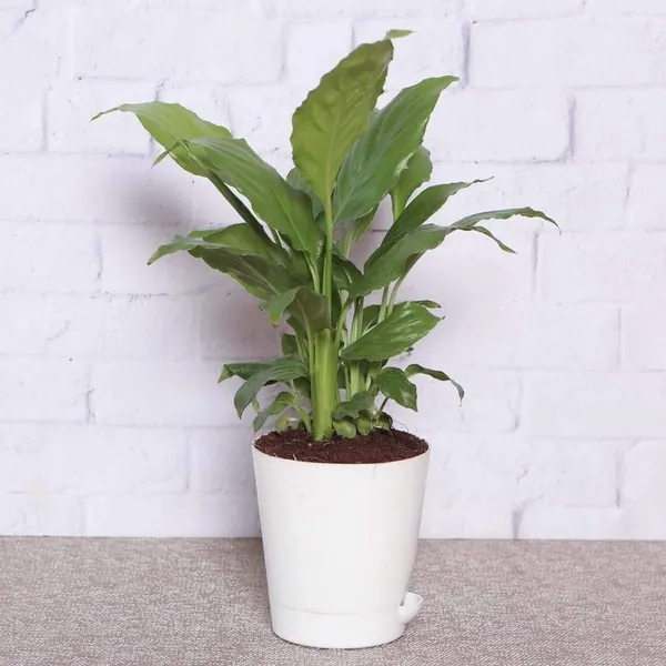 Lily_Plant_(Hybrid,_Pack_of_1)