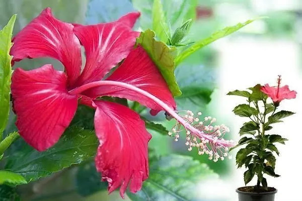 Hibiscus_Plant_(Hybrid,_Pack_of_1)