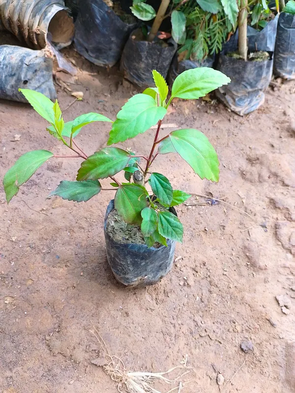Hibiscus_Plant_(Hybrid,_Pack_of_1)
