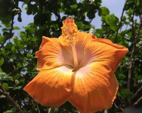 Hibiscus_Plant_(Hybrid,_Pack_of_1)