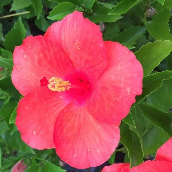 Hibiscus_Plant_(Hybrid,_Pack_of_1)